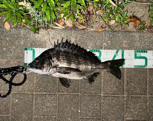 クロダイの釣果