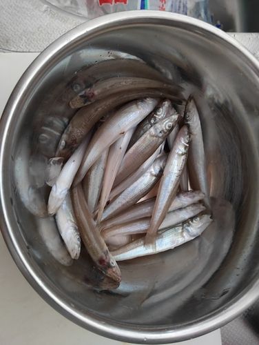 キスの釣果