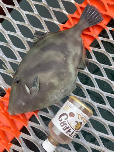ウマヅラハギの釣果