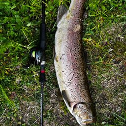 ブラウントラウト