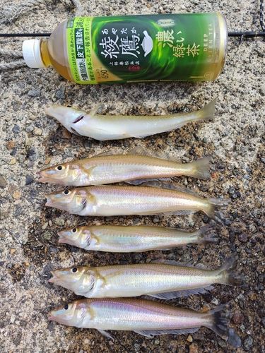 キスの釣果