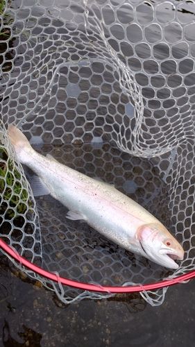トラウトの釣果