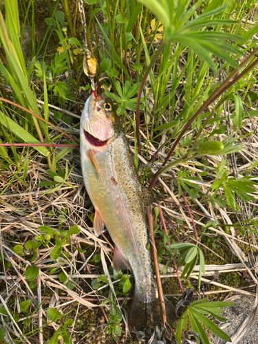 ニジマスの釣果