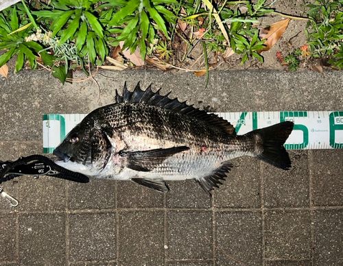 クロダイの釣果