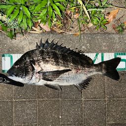 クロダイ