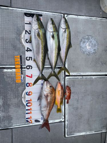 ブリの釣果