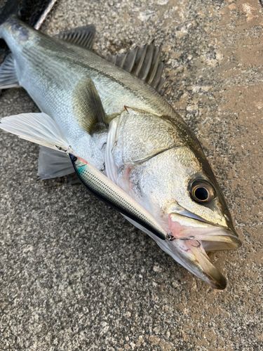 スズキの釣果