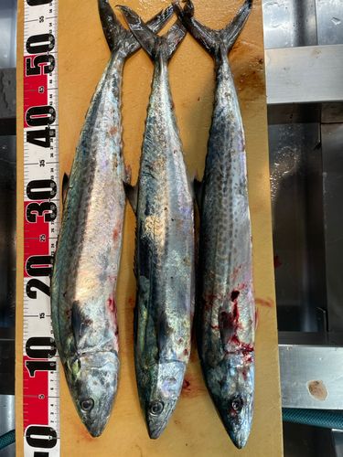 サゴシの釣果