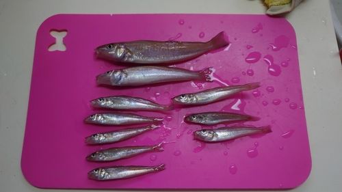 キスの釣果