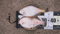 カレイの釣果