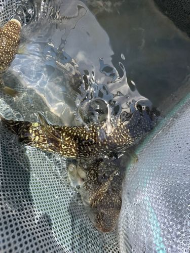 ショウサイフグの釣果