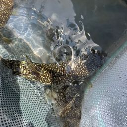 ショウサイフグ