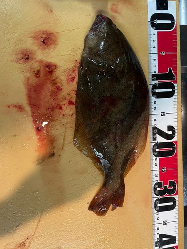 ヒラメの釣果
