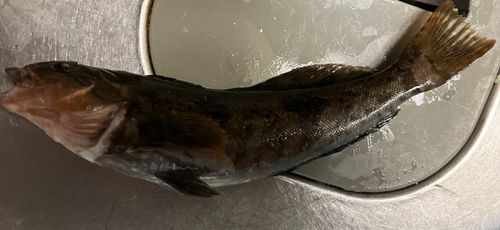 アイナメの釣果