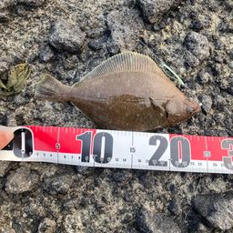 ミズクサガレイ