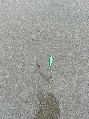 シタビラメの釣果