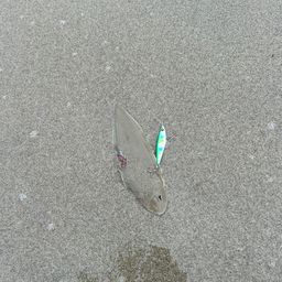 シタビラメ