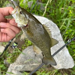 スモールマウスバス