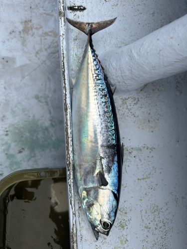 ソウダガツオの釣果