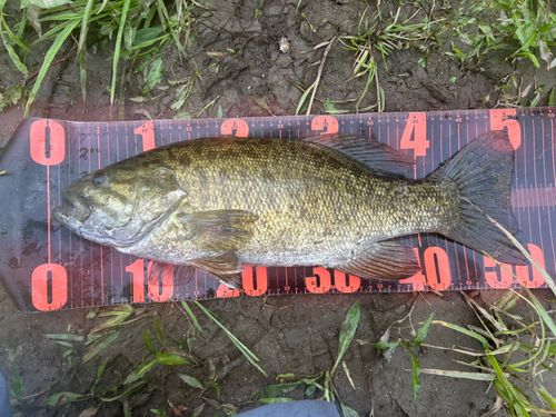 スモールマウスバスの釣果