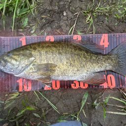 スモールマウスバス