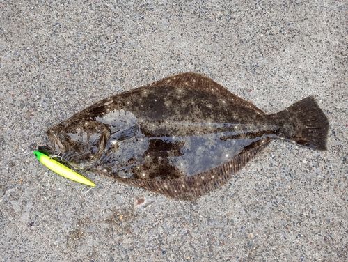 ヒラメの釣果