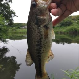ブラックバス