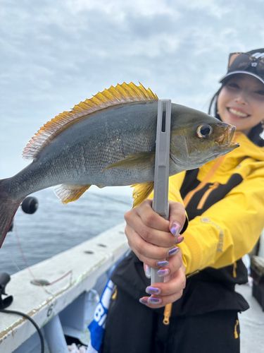 イサキの釣果