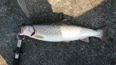 アメマスの釣果