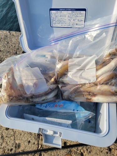 キスの釣果