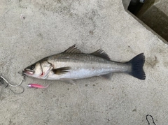 スズキの釣果