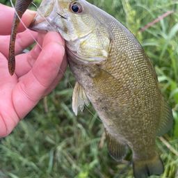スモールマウスバス