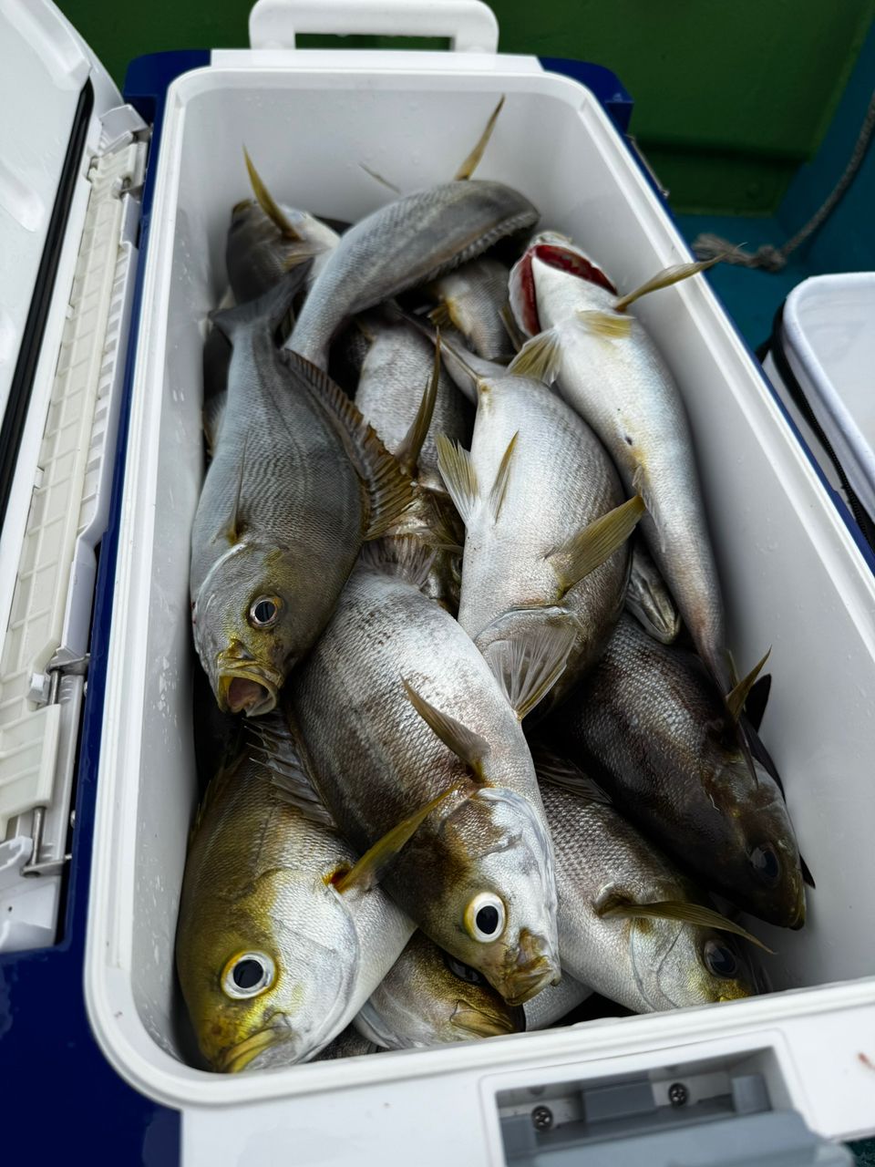 清和丸さんの釣果 2枚目の画像