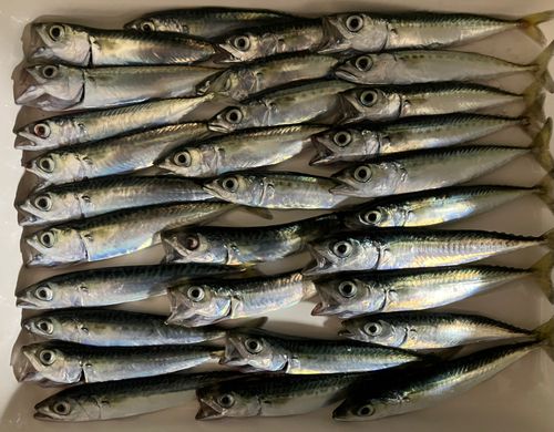 サバの釣果