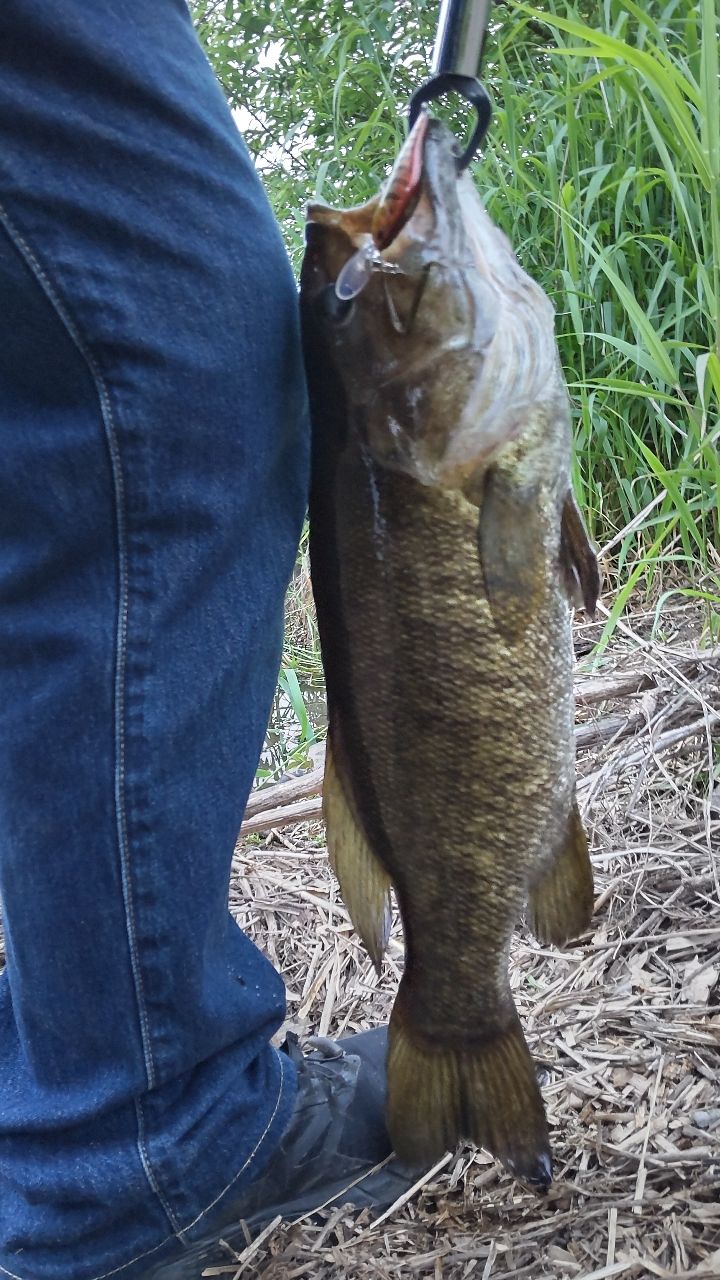 スモールマウスバス