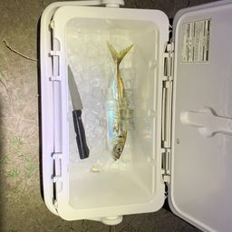 アジ