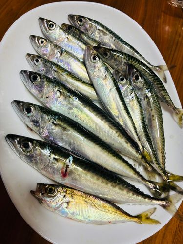 サバの釣果