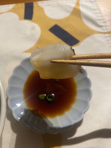 アナゴの釣果