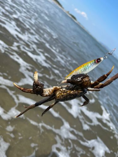 カニの釣果