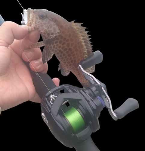 オオモンハタの釣果