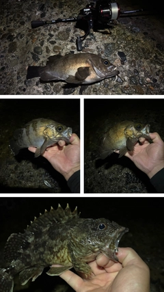メバルの釣果