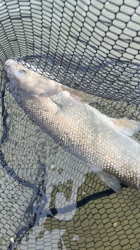 ウグイの釣果