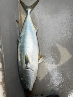 ワラサの釣果