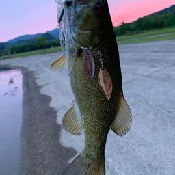 スモールマウスバス