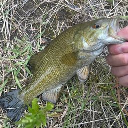 スモールマウスバス