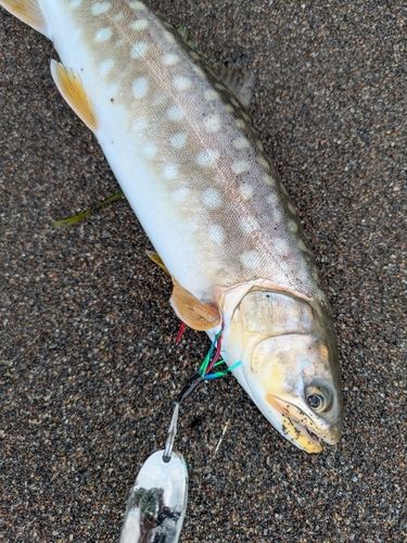 アメマスの釣果