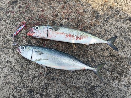 サバの釣果