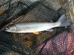 ミヤベイワナの釣果