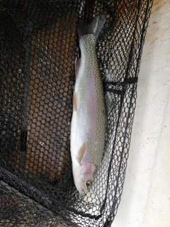 ニジマスの釣果