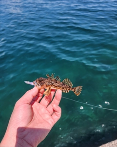 アナハゼの釣果